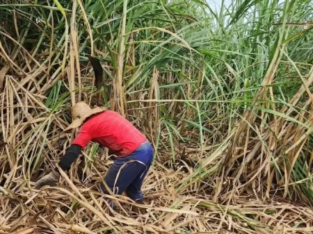 Com 139 vítimas na cana, resgate de escravizados é o 3º maior em 5 anos  